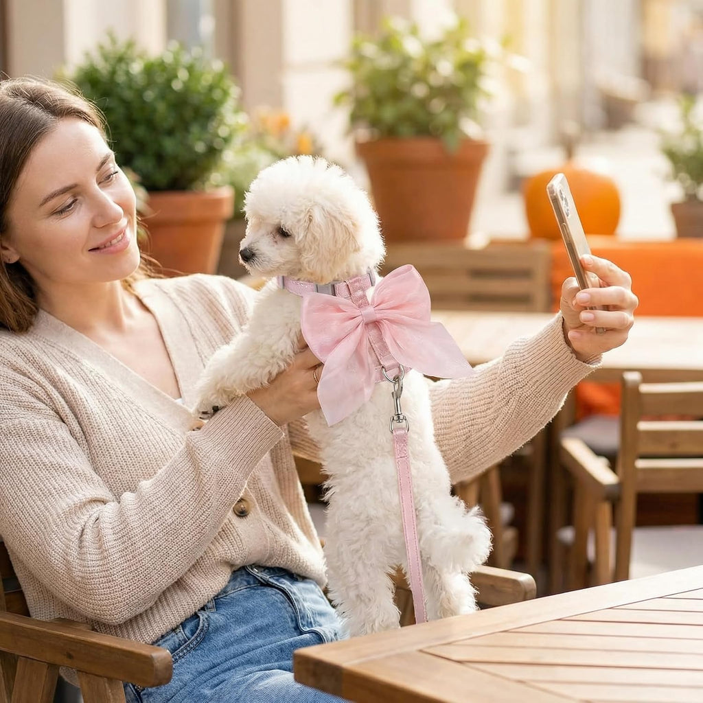 Small dog walking with comfortable H-shaped mesh harness