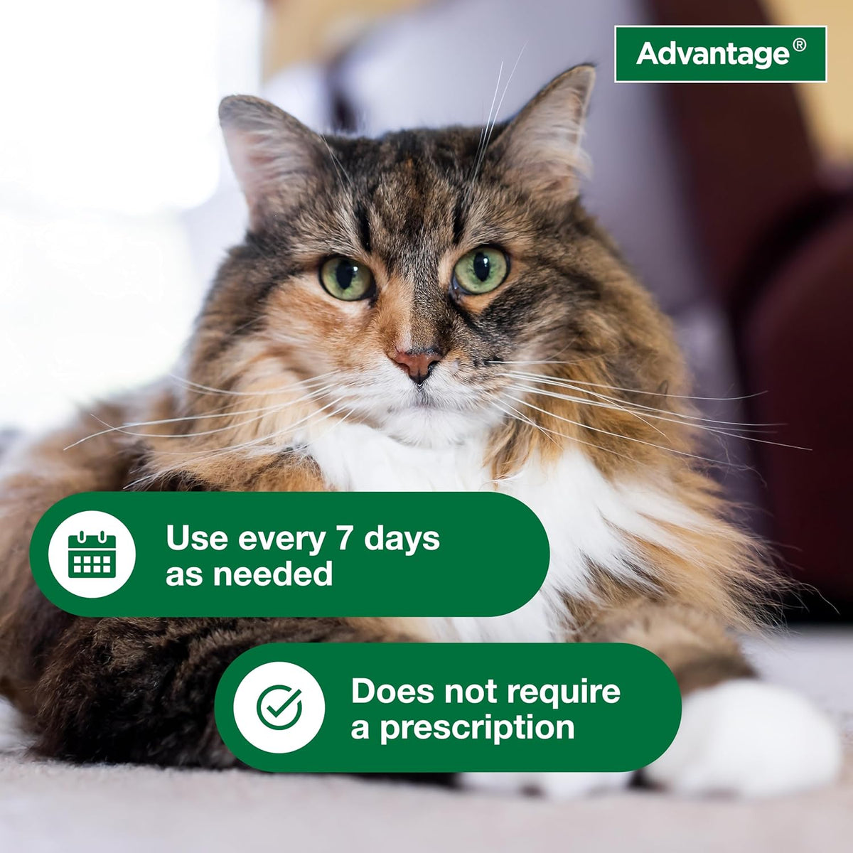 Advantage Treatment Shampoo for Cat and Kittens, Kills Fleas & Ticks, 8 oz. - Image 4