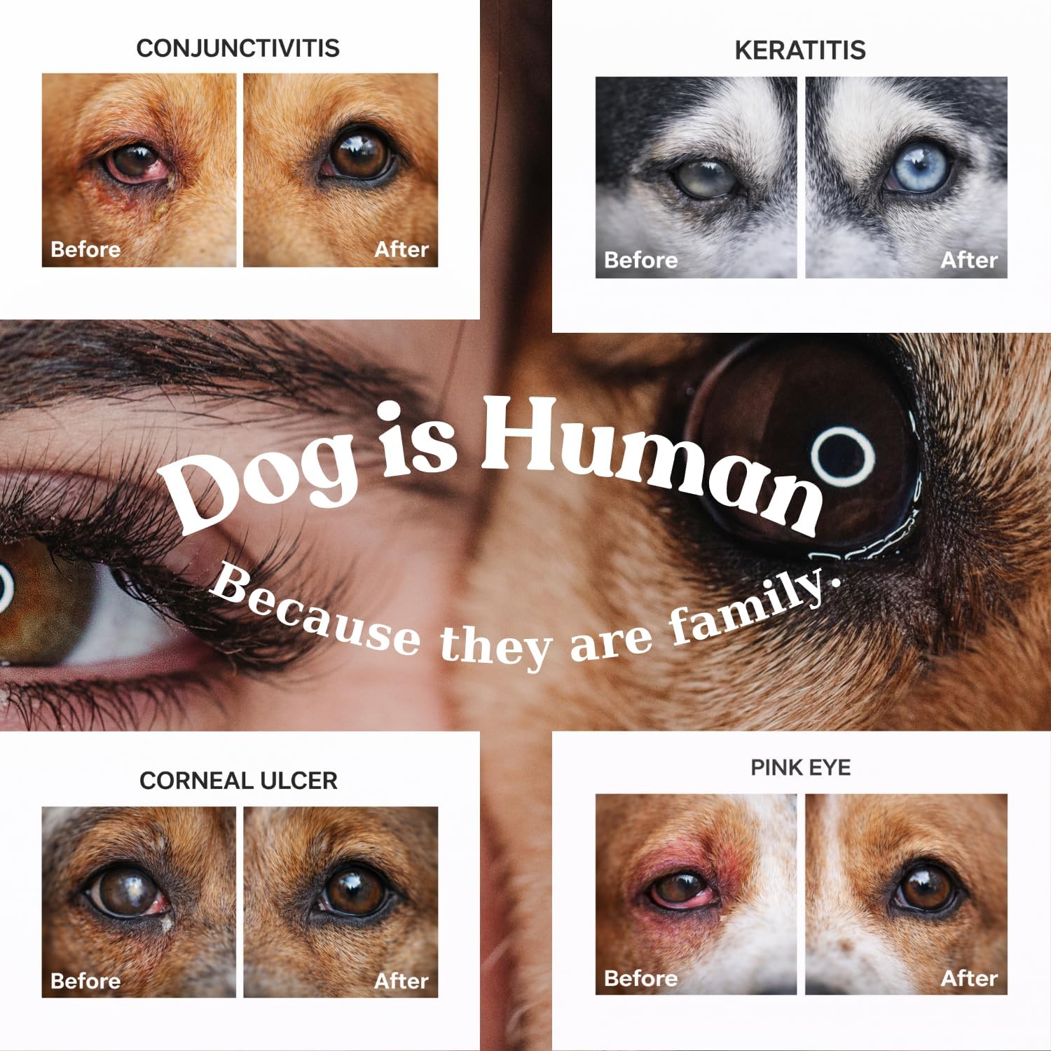 Applying Metepet eye cream to a dog experiencing eye discharge
