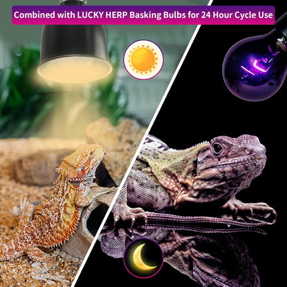 Lucky Herp fifty watt night heat lamp setup for turtle terrariums