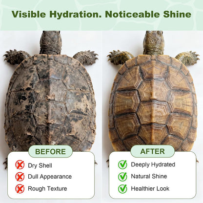 Applying Proinsects shell balm to a tortoise scute