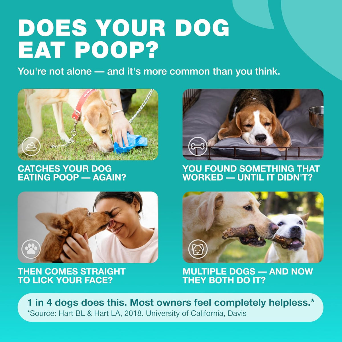 Chewia dog probiotics and digestive enzymes soft chews for stool eating prevention.