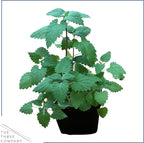 Aromatic live Nepeta cataria herbs in individual one pint pots for cat enrichment
