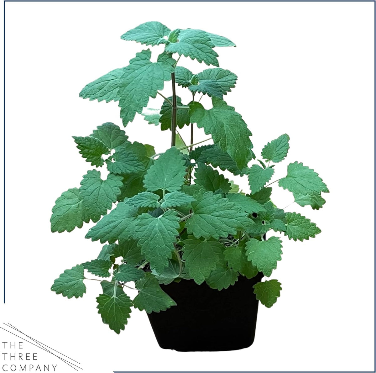 Aromatic live Nepeta cataria herbs in individual one pint pots for cat enrichment