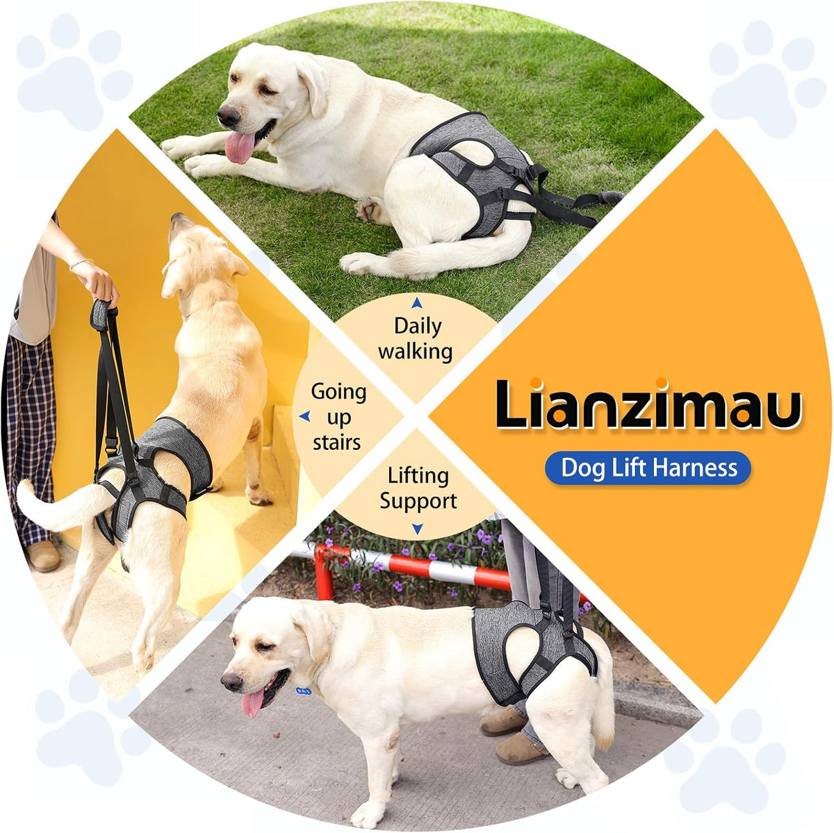 Rear view of dog wearing mobility lift harness with tail strap
