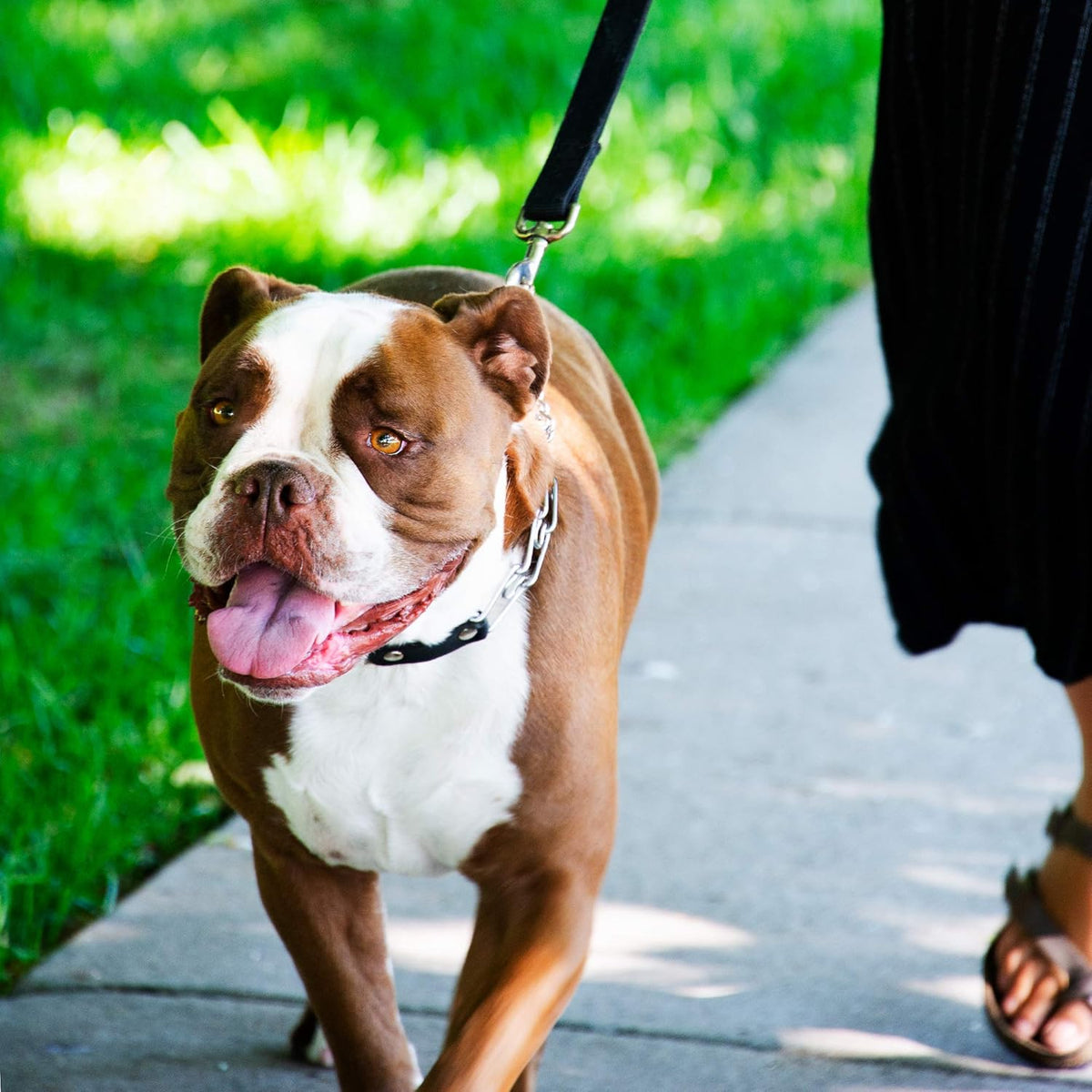 Herm Sprenger imported behavior correction collar on a clean background.
