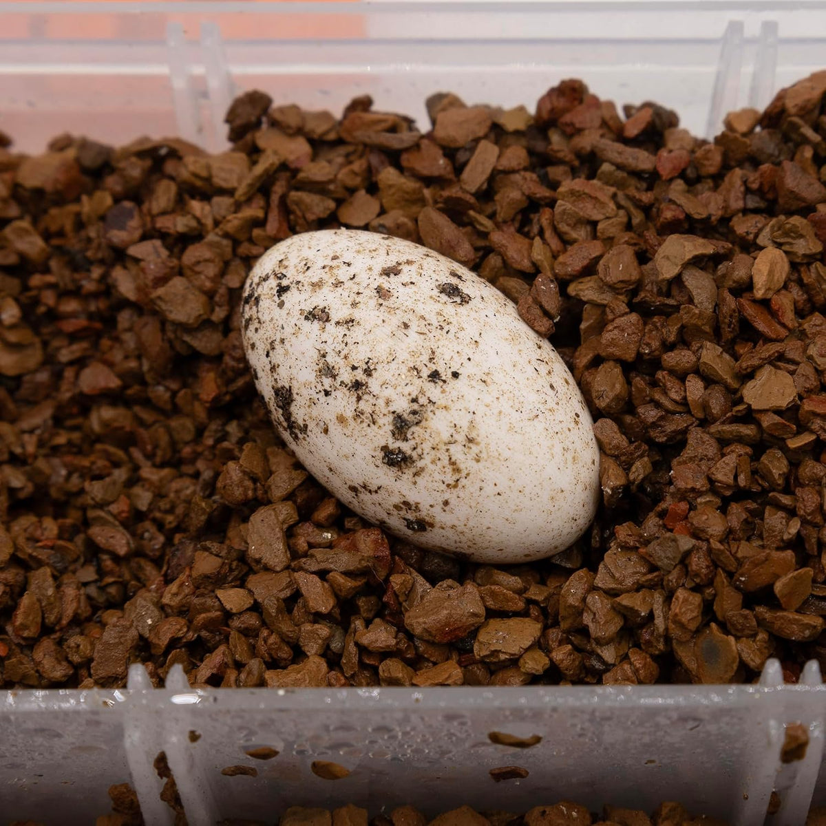 Pangea Hatch clay substrate hydrated with water