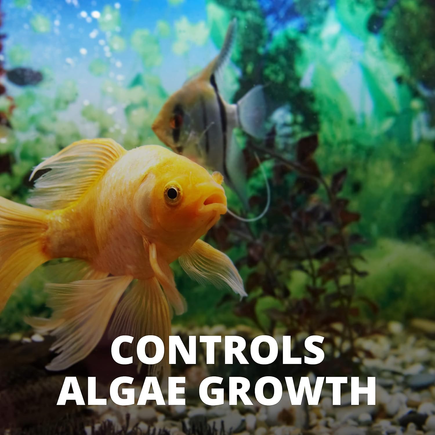 Tetra No More Algae product packaging close up showing active ingredients