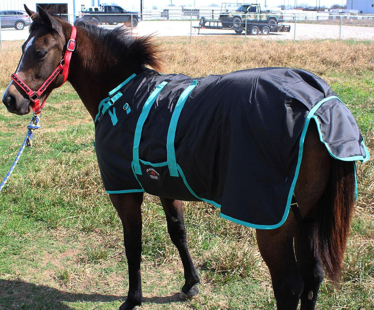 Challenger 60 inch pony foal blanket adjustable front buckles close up