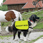 Adjustable underbelly and chest straps highlighted on the yellow medium size adoption puppy vest