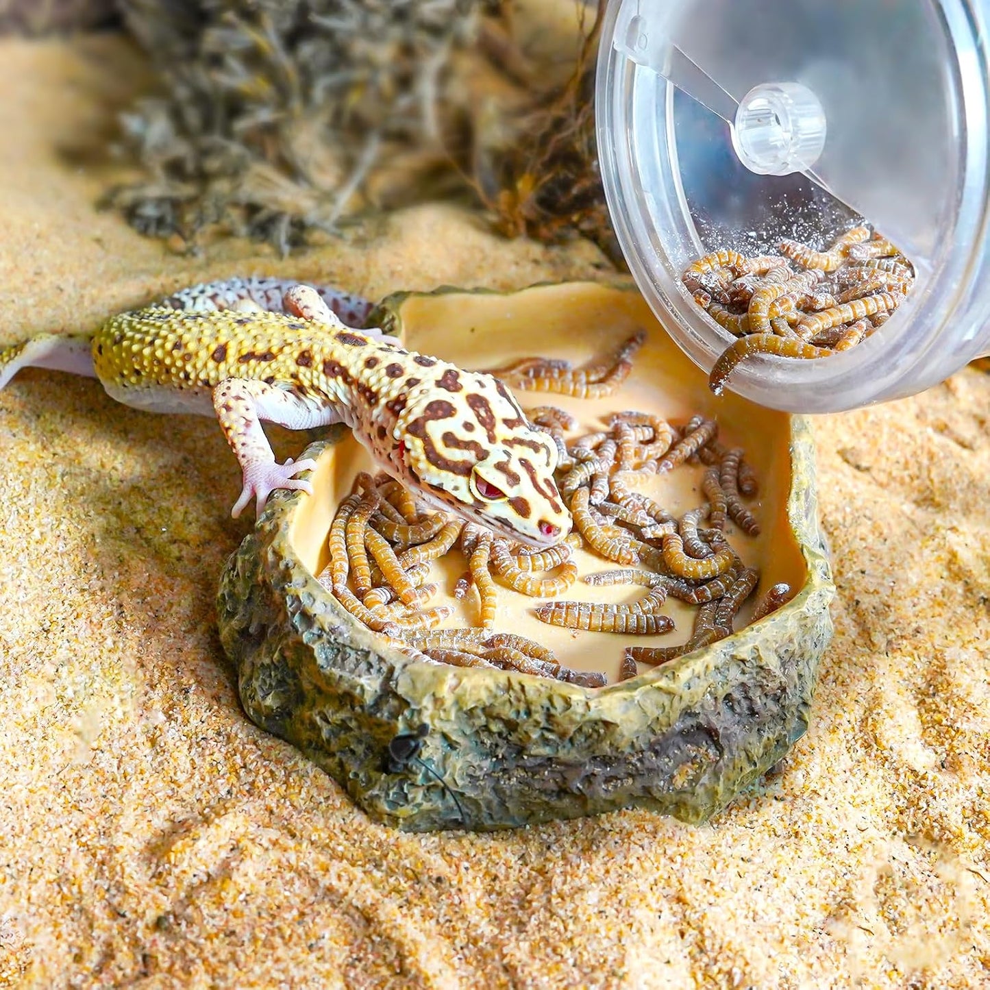 Professional reptile supplement shaker and feeder tool