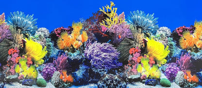 XCNO Fish Backgrounds Paper Double Sides Undersea Aquarium Background Poster Colorful Sea Anemone Fish Tank Background Sticker Decorations 12"x 25" - Image 13
