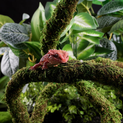 Close up view of realistic green moss texture on reptile vine