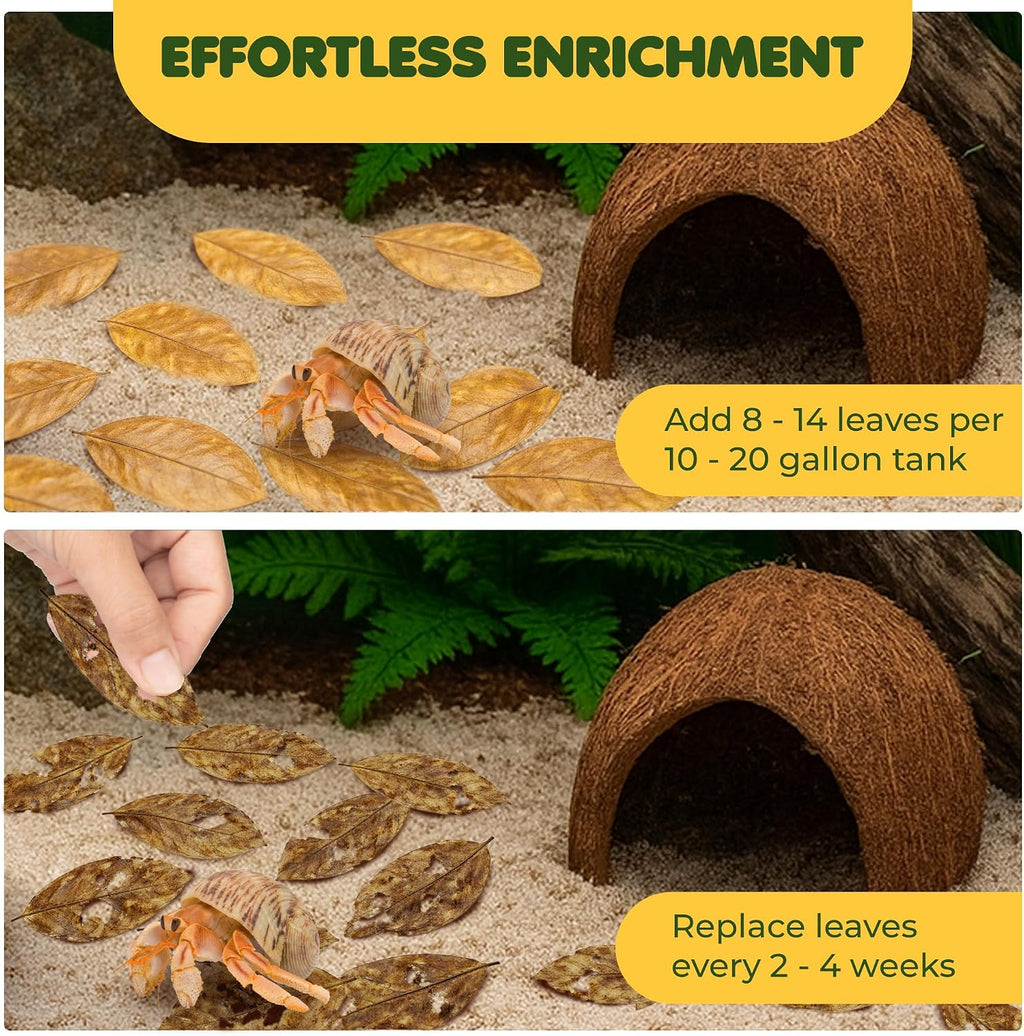Package display of SunGrow fifty pieces hermit crab cellulose treat
