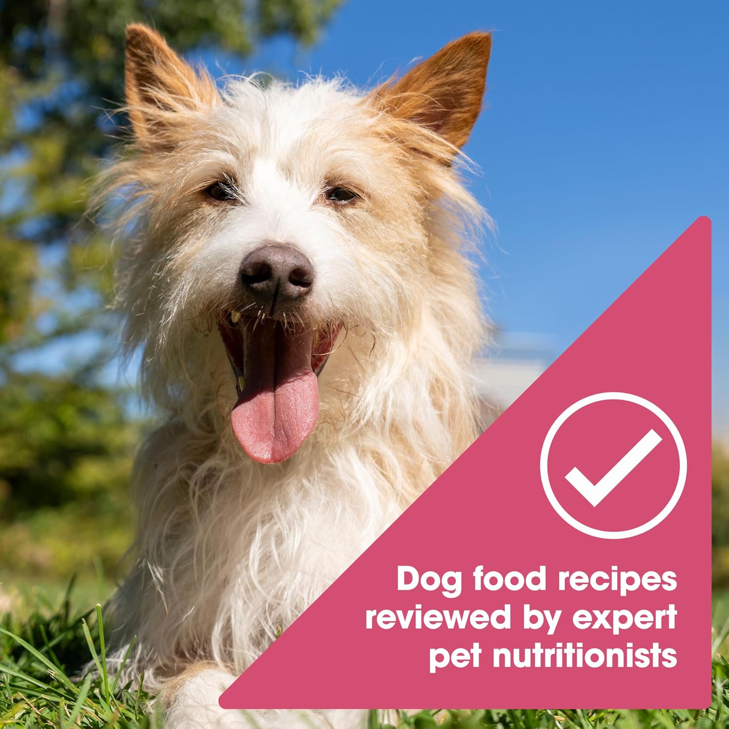 Healthy dog food canned formula without corn wheat or artificial preservatives close up view