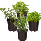 Live Herb - Catnip (Nepeta) (4 Per Pack), Aromatic and Cat Enrichment, Helps Reduce Cat Stress and Anxiety, 8" Tall by 4" Wide in 1 Pint Pot - Image 13
