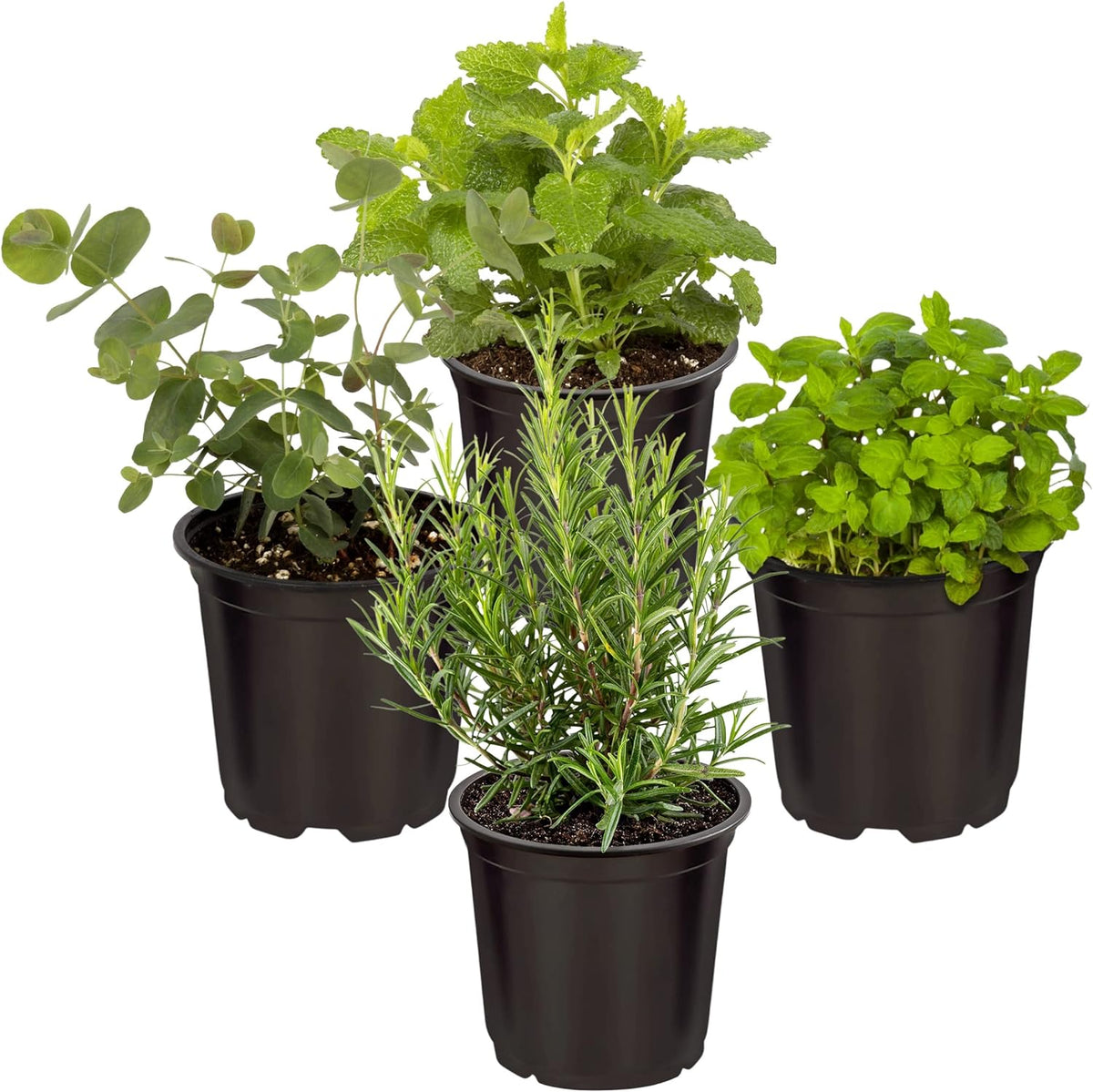 Live Herb - Catnip (Nepeta) (4 Per Pack), Aromatic and Cat Enrichment, Helps Reduce Cat Stress and Anxiety, 8" Tall by 4" Wide in 1 Pint Pot - Image 13