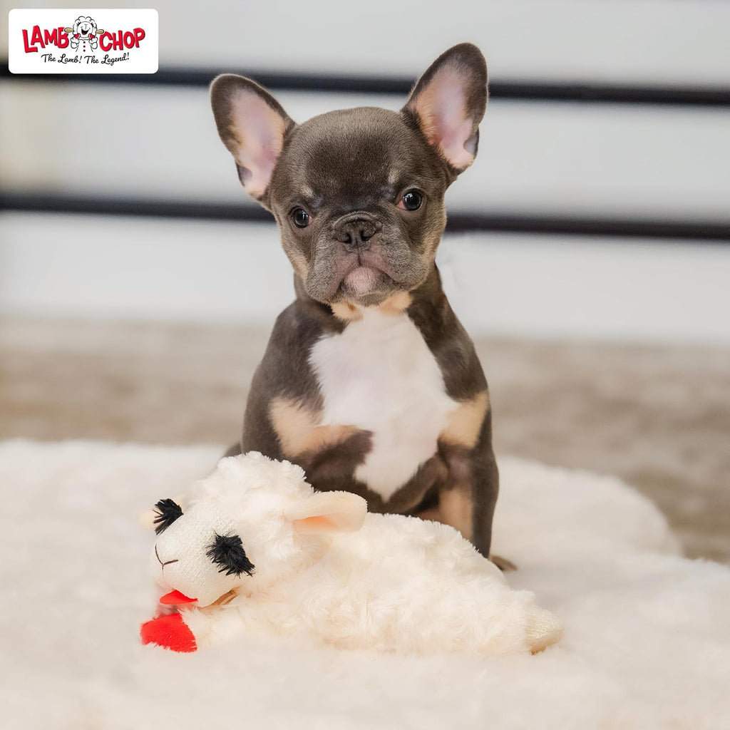 Multipet mini squeaky lamb chop soft toy for indoor dog play