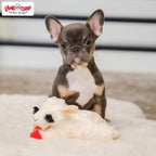 Multipet mini squeaky lamb chop soft toy for indoor dog play