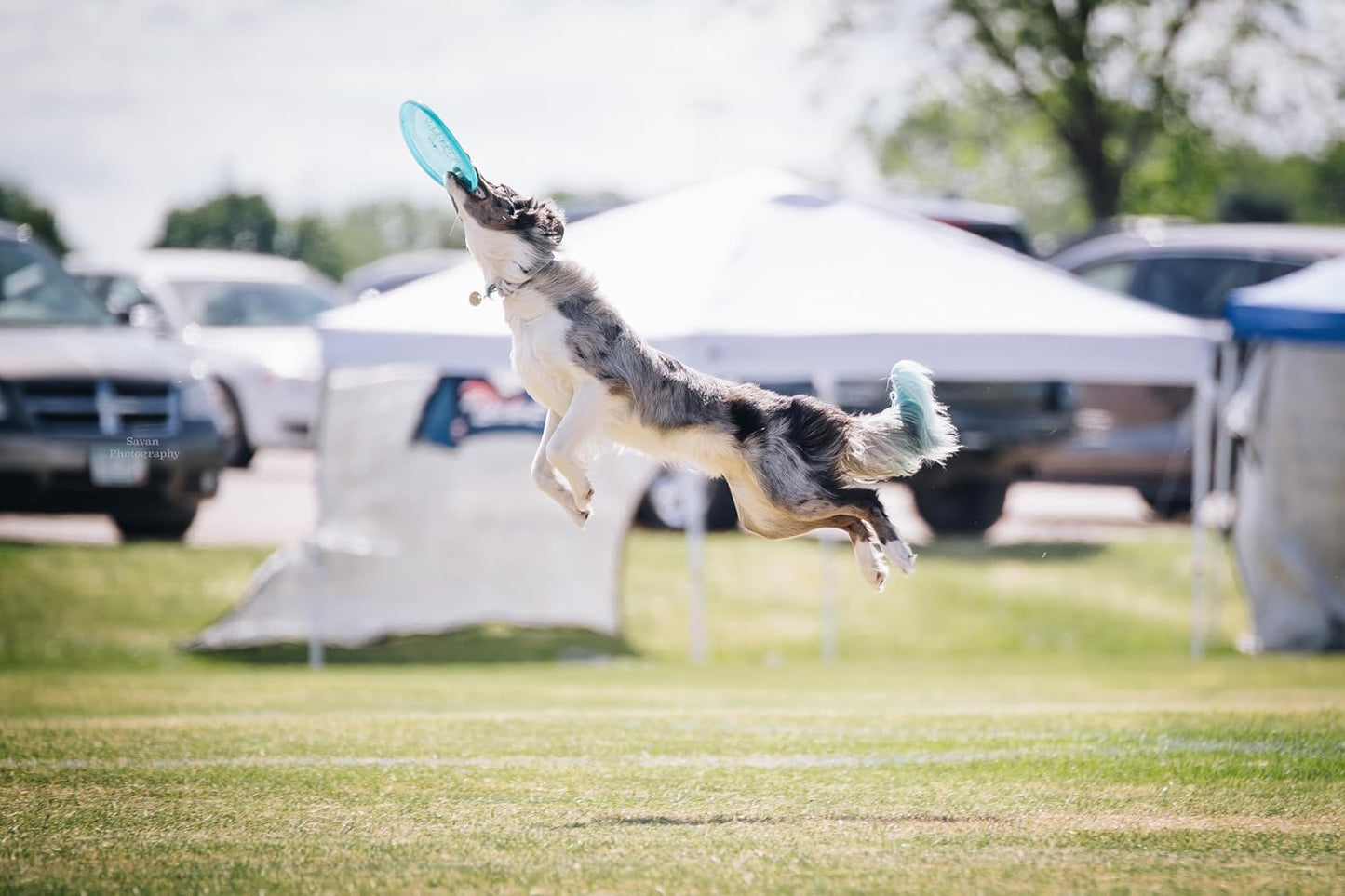 Durable Taffy plastic dog flying disc 215mm size top angle