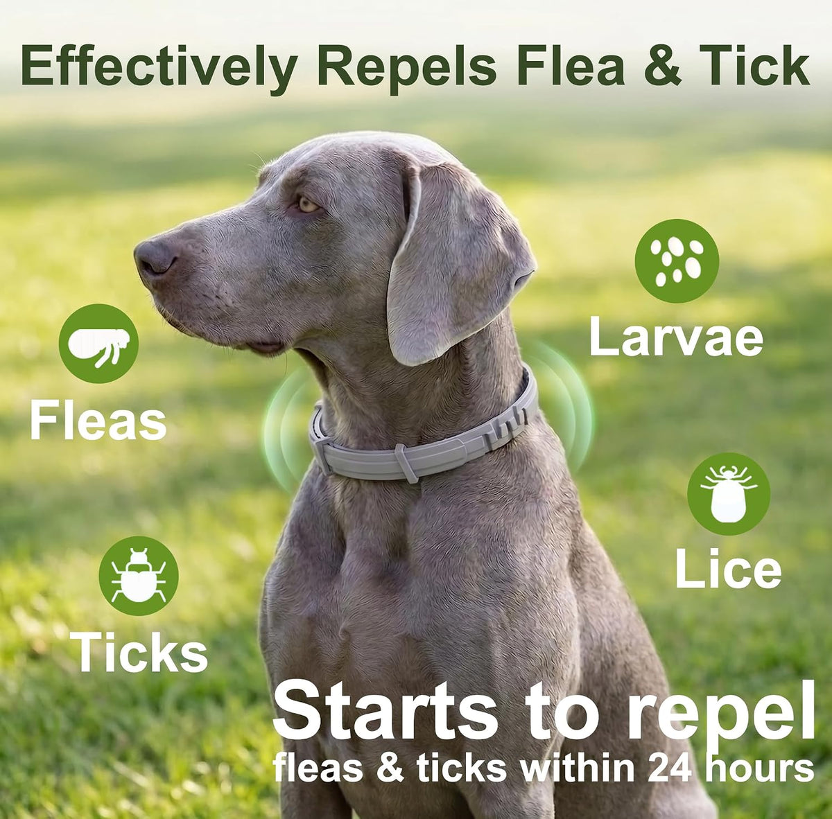 Craveit natural flea and tick collar for large dogs