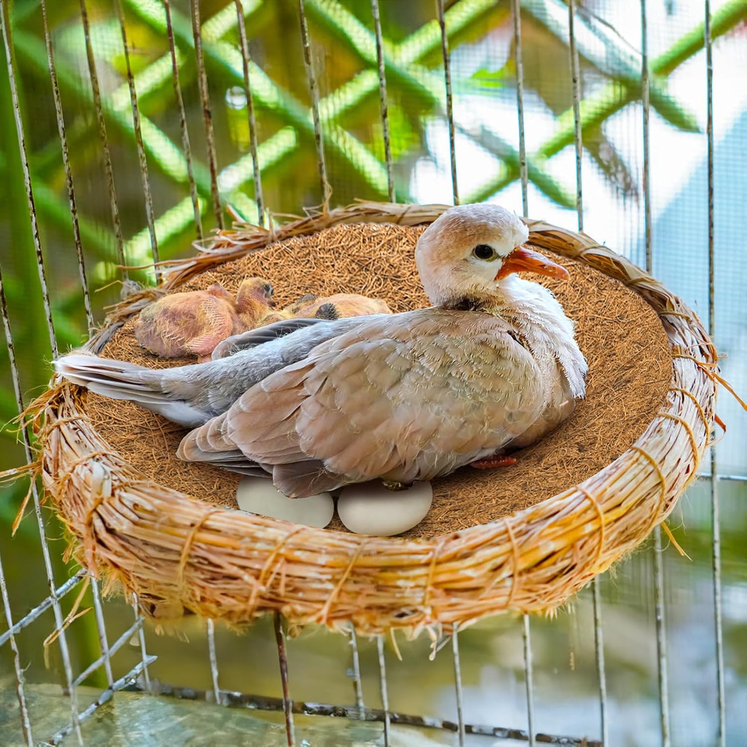 Eorbow bird egg mat dimensions and shape