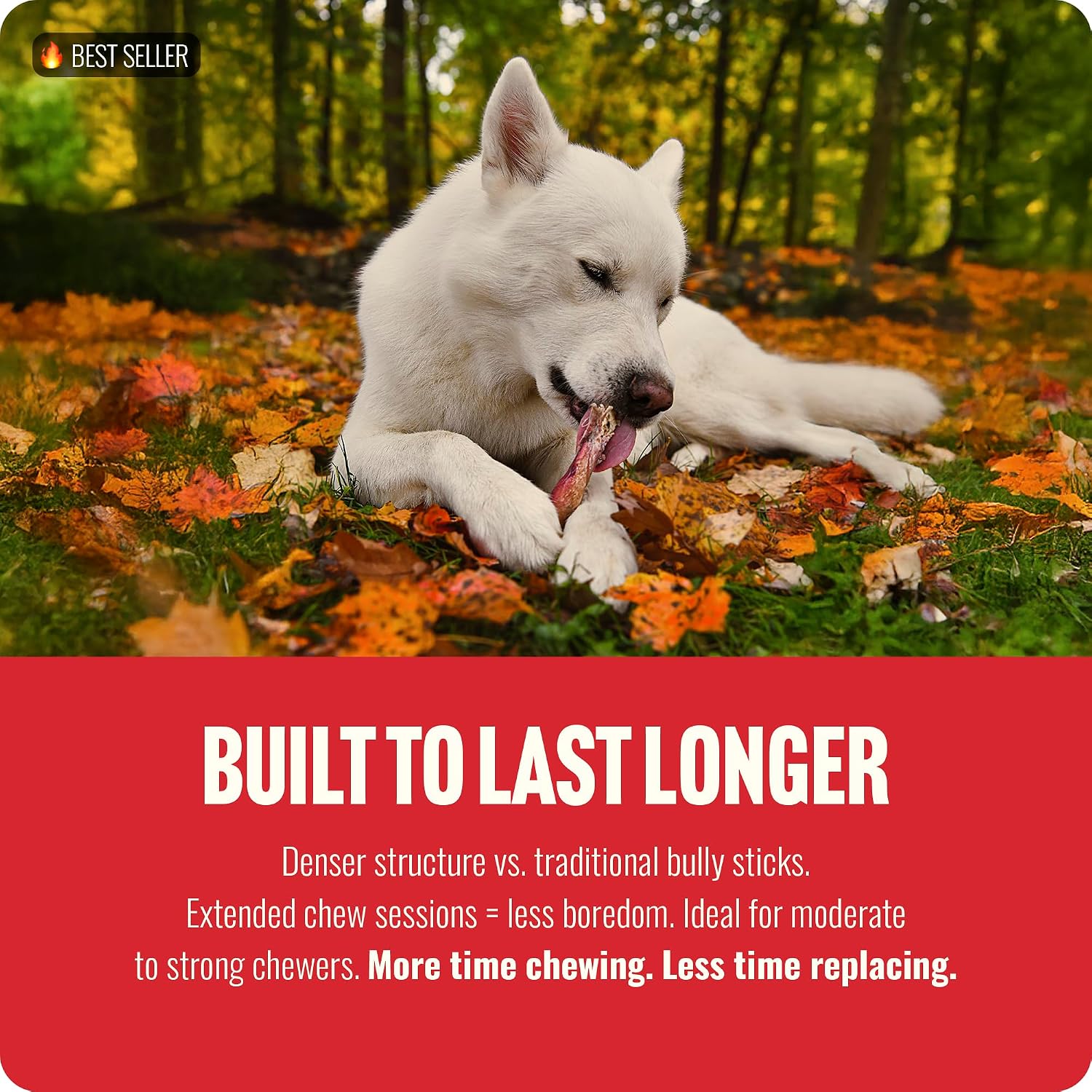 Medium dog happily chewing on a Natural Farm premium beef stick treat