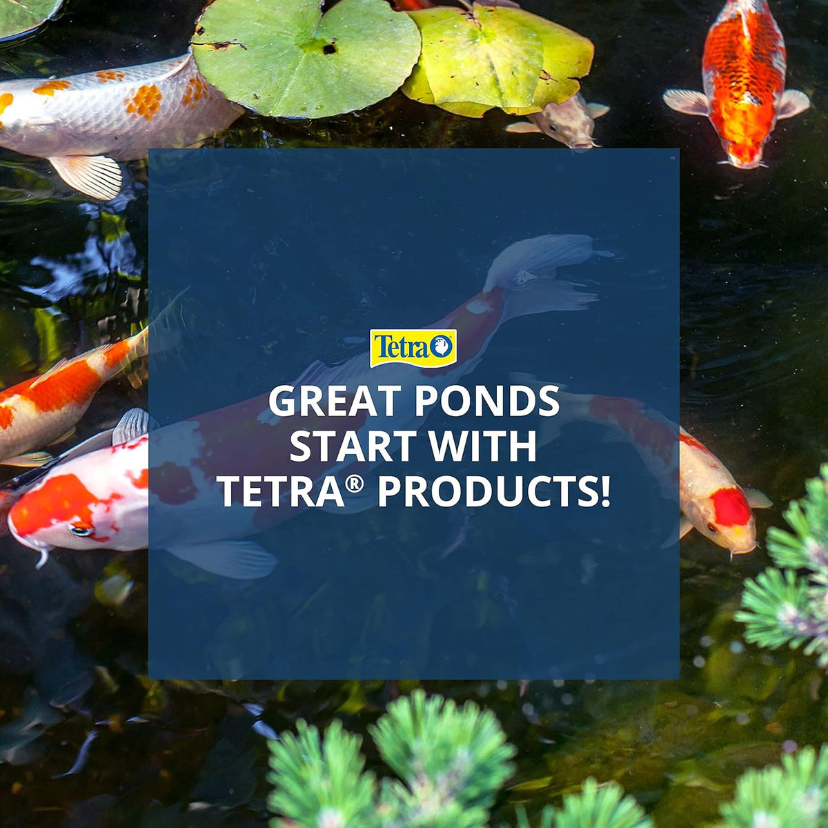 Tetra koi and goldfish food cap view
