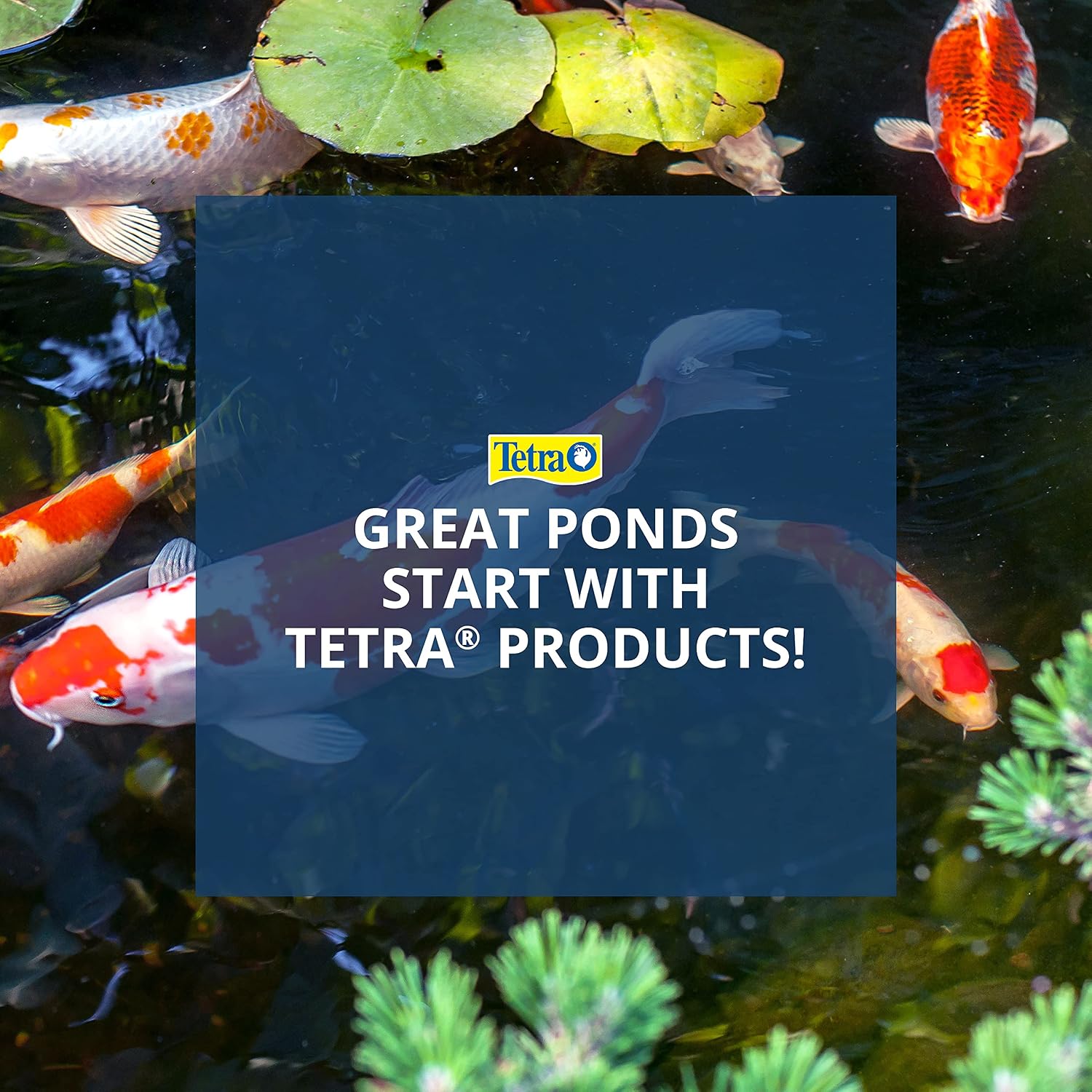 TetraPond Koi Growth product packaging branding