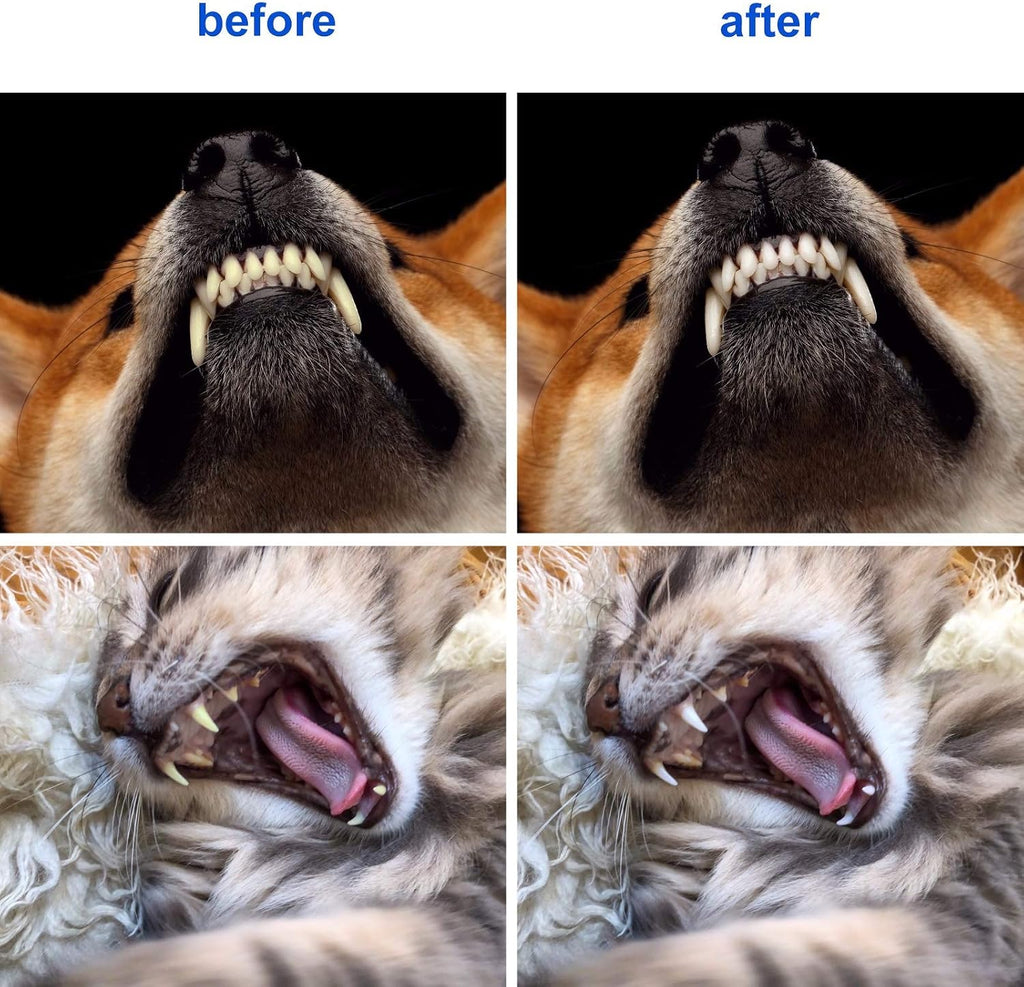 Demonstration of large and small brush heads for pet dental care