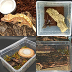 Safe large size tree bark bedding for bearded dragons