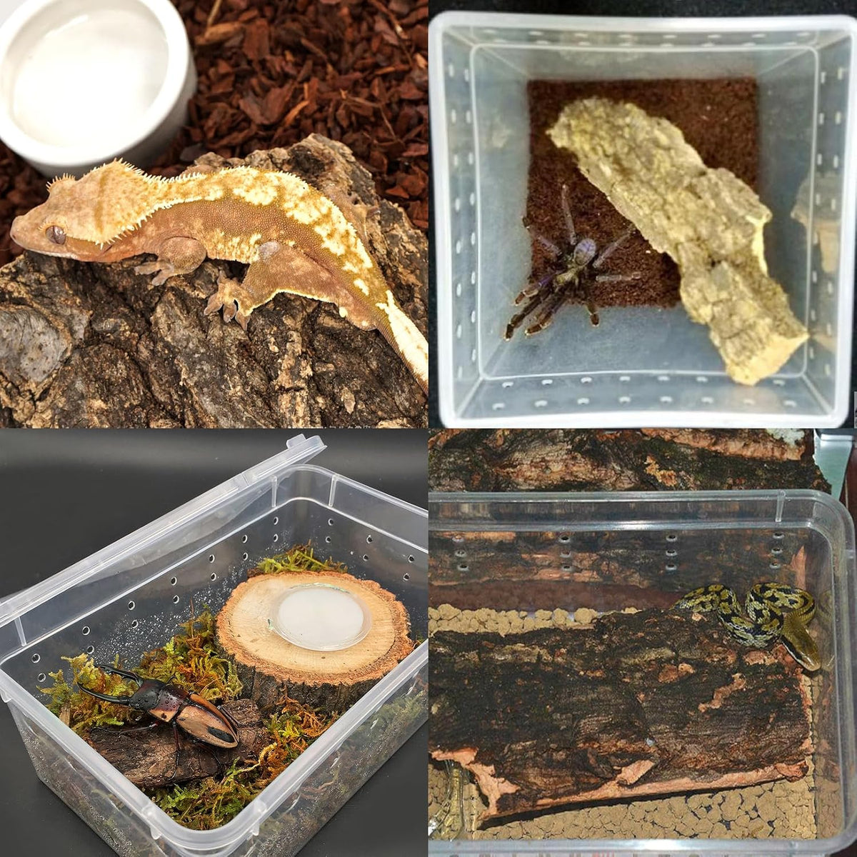 Safe large size tree bark bedding for bearded dragons