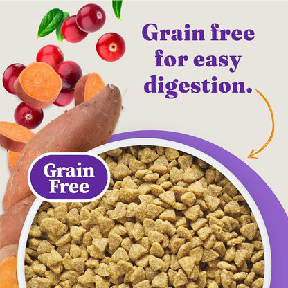 Healthy indoor cat eating from a bowl of Halo cat food