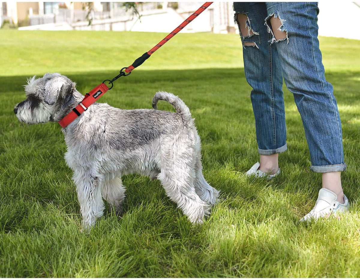 Haapaw safe no choke dog collar showing reflective piping detail