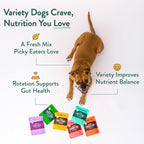 Dog eating healthy wet food from a bowl