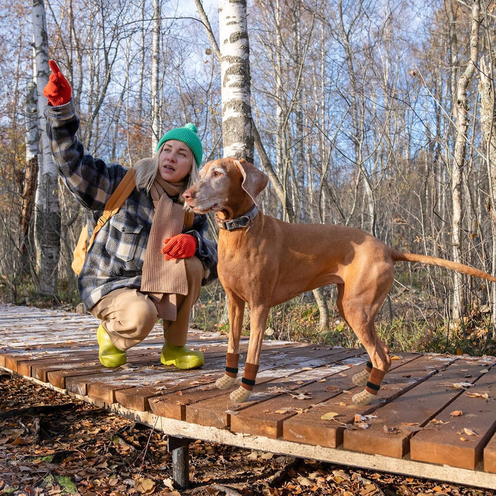 Senior dog walking on smooth surface with anti-slip dog socks