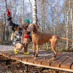 Senior dog walking on smooth surface with anti-slip dog socks
