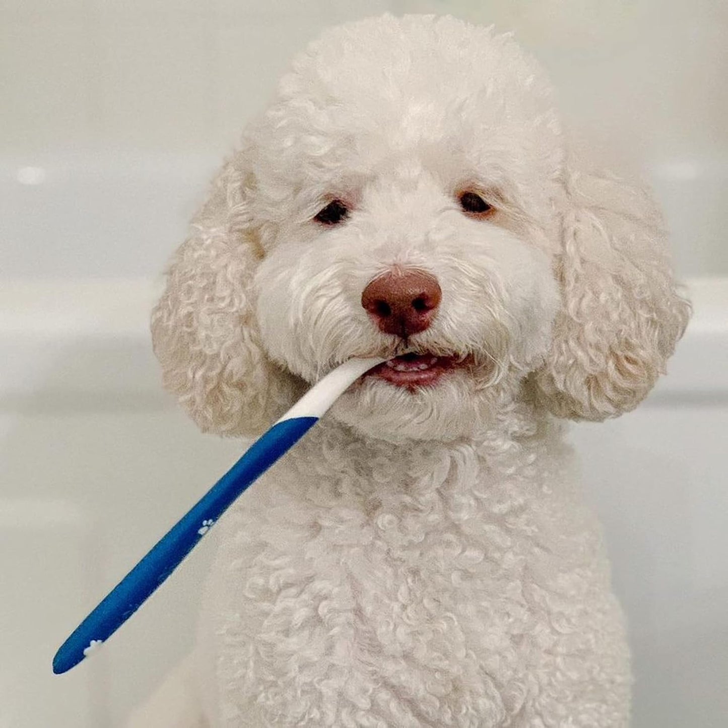 Angled toothbrush with soft nylon bristles from the Nylabone adult dog oral care set