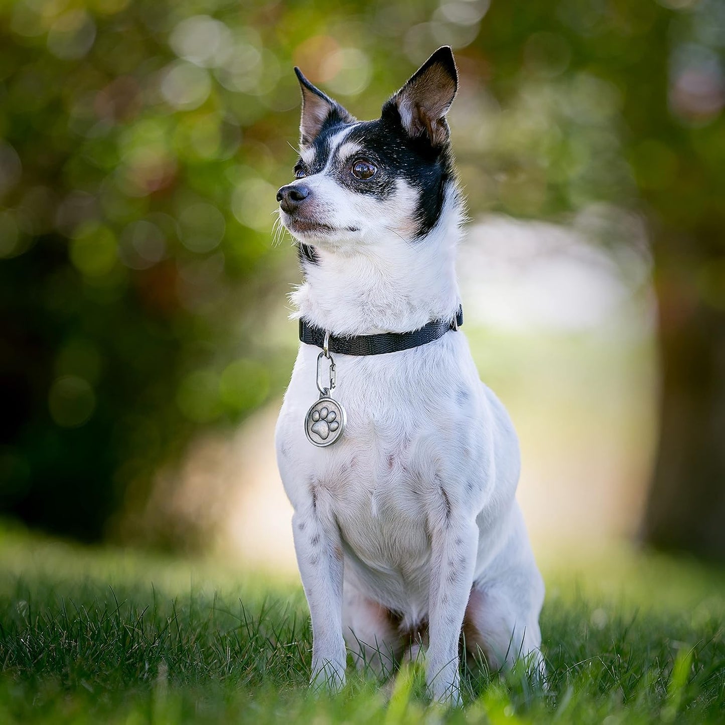 Small and lightweight stainless steel pet hardware clip for secure collar attachment