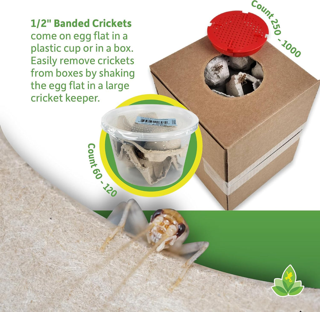 Healthy juvenile crickets in bulk packaging