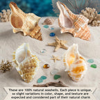 Sterilized premium natural seashells placed inside a clean pet terrarium substrate