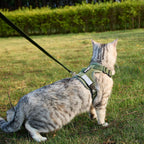 Pangdi Maine Coon vest harness and matching leash set details