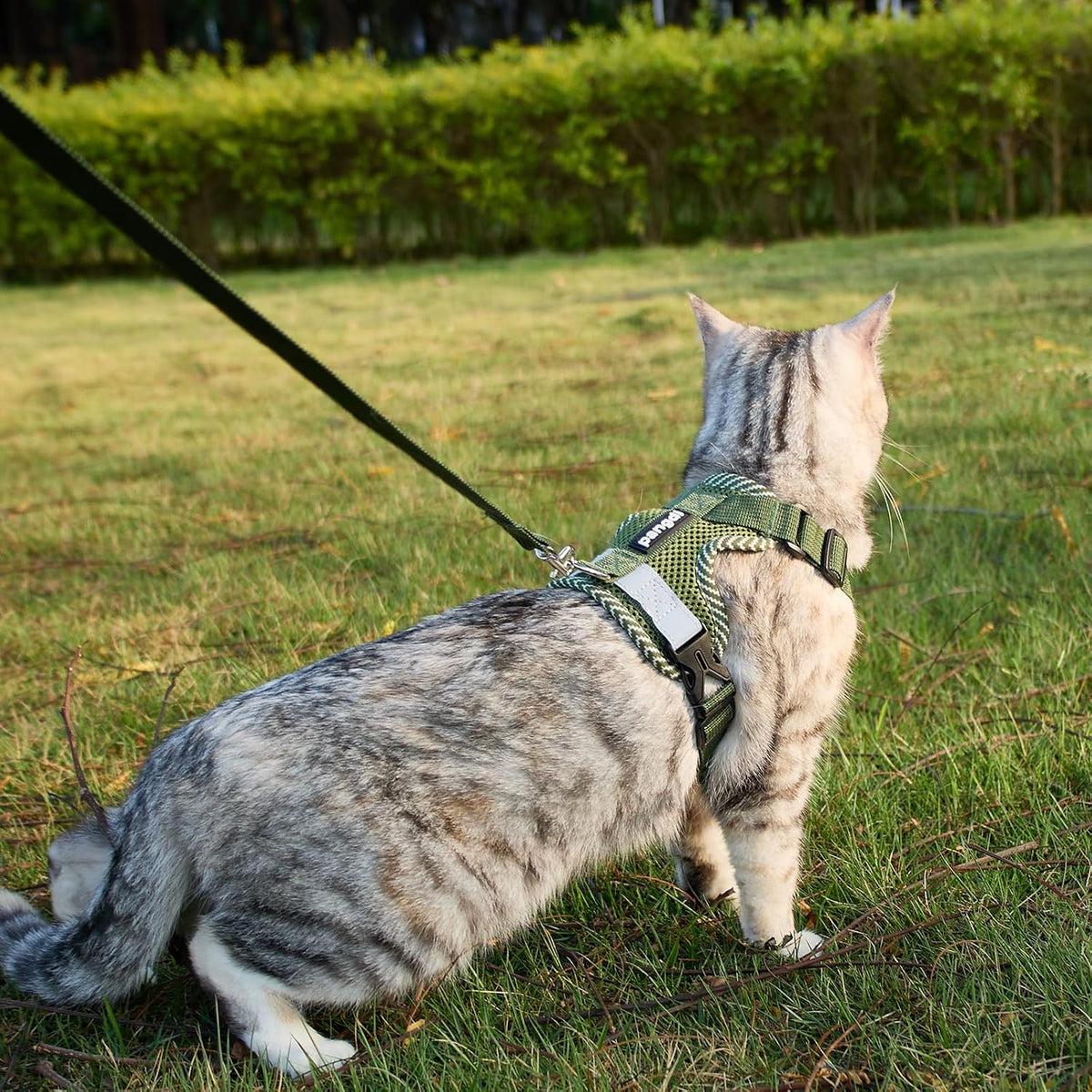 Pangdi Maine Coon vest harness and matching leash set details
