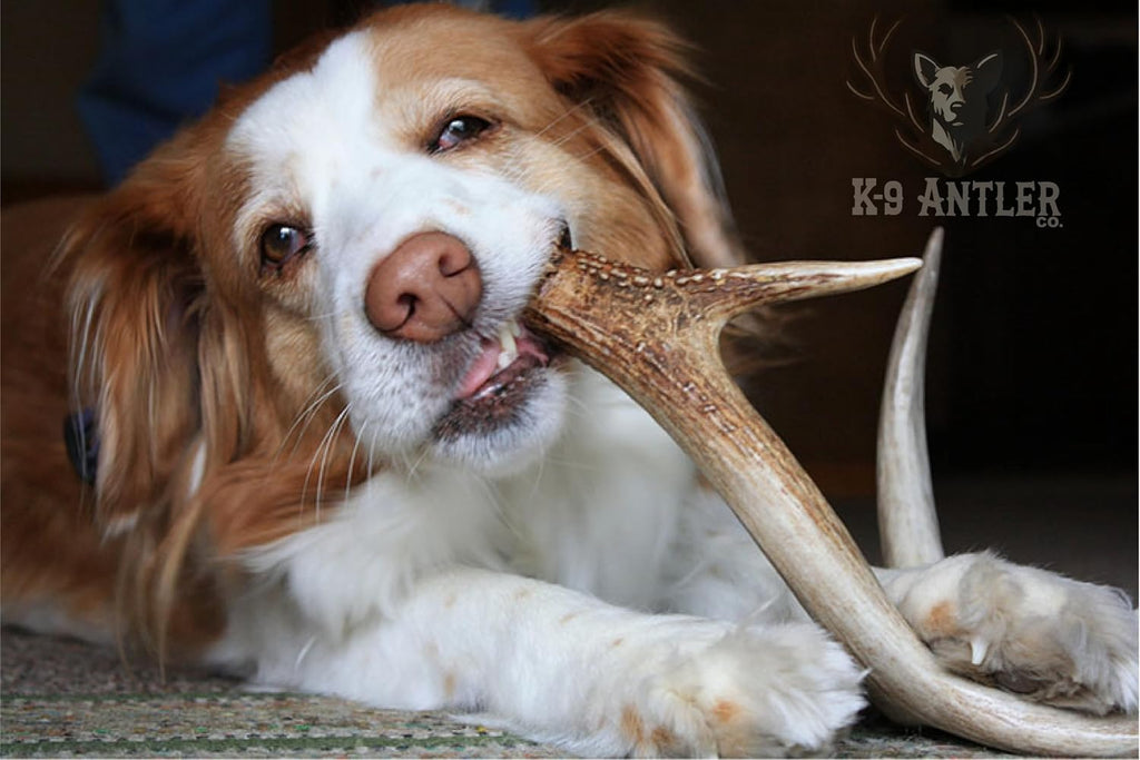 Side profile of medium split elk antler chew