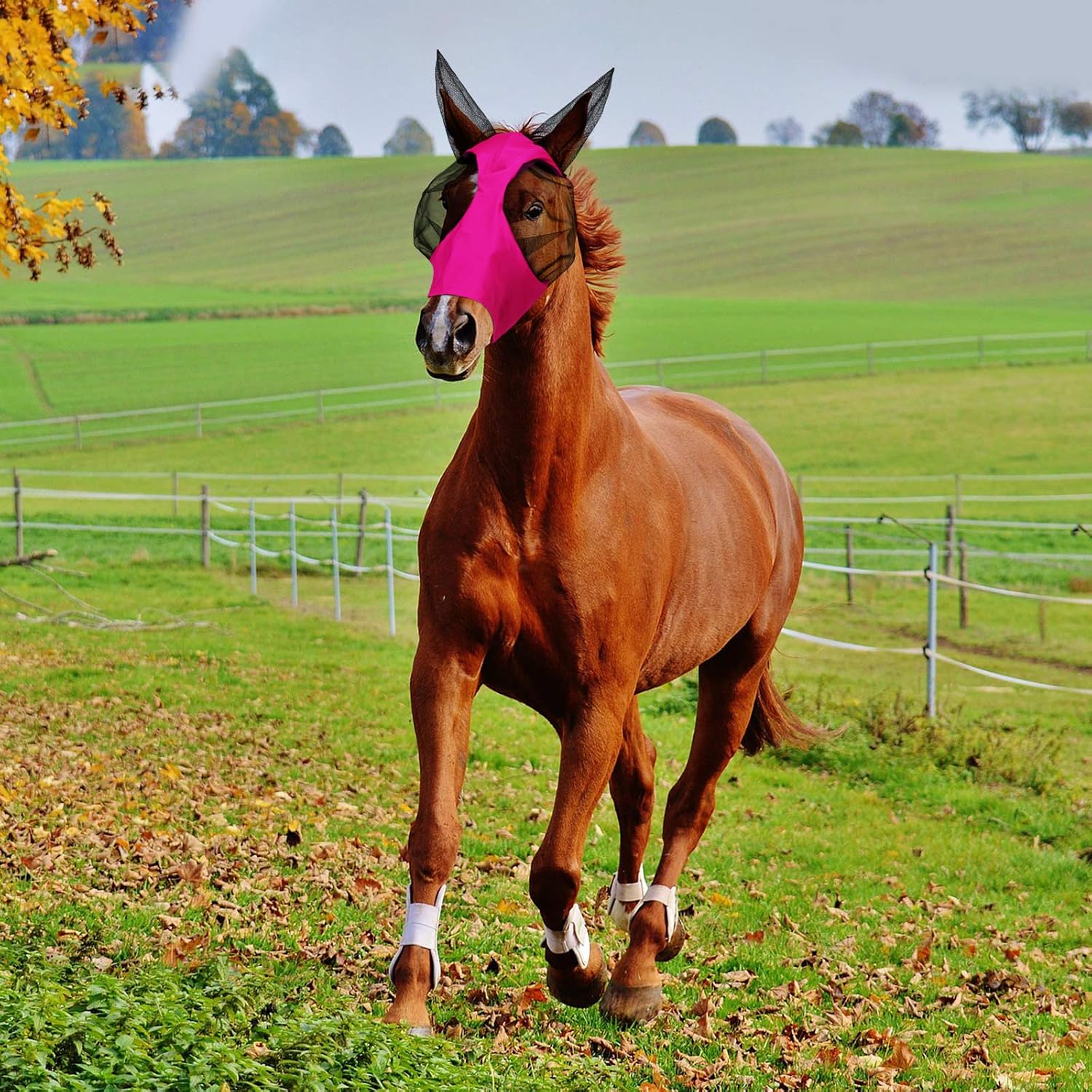 Close up view of 3D cut mesh eye protection on Weewooday fly mask