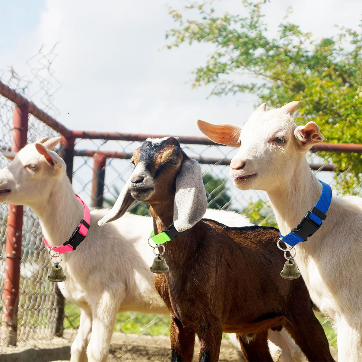 Aluzaemo daily use wear resistant sheep and goat collar bundle imported from the USA.