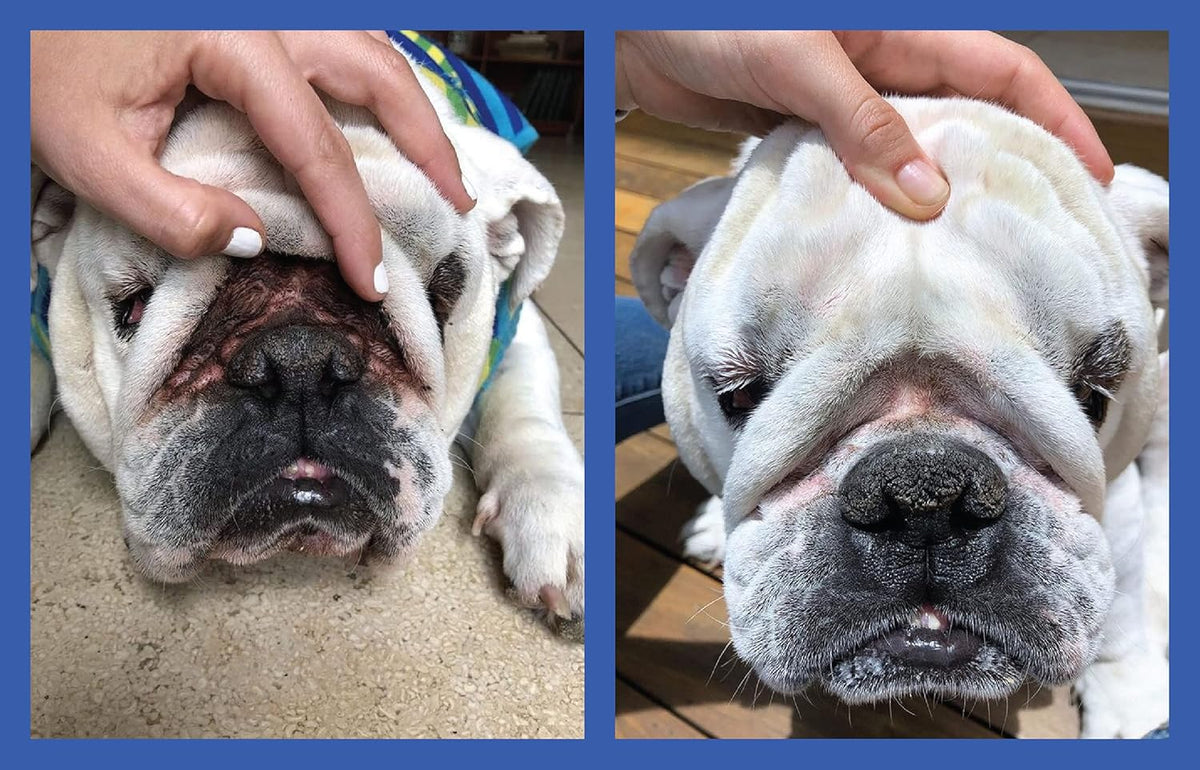 Squishface dog wrinkle cream for bulldogs and pugs close up