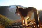 Waterproof flea collar on a large dog model
