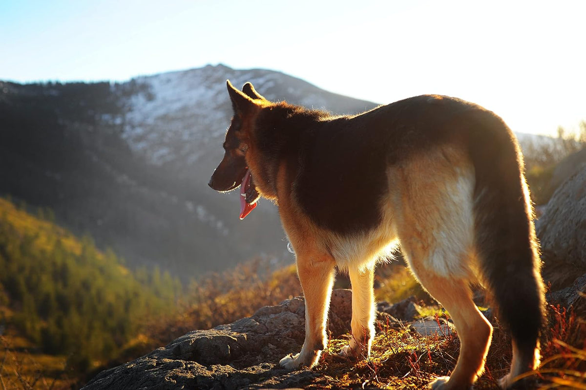 Waterproof flea collar on a large dog model