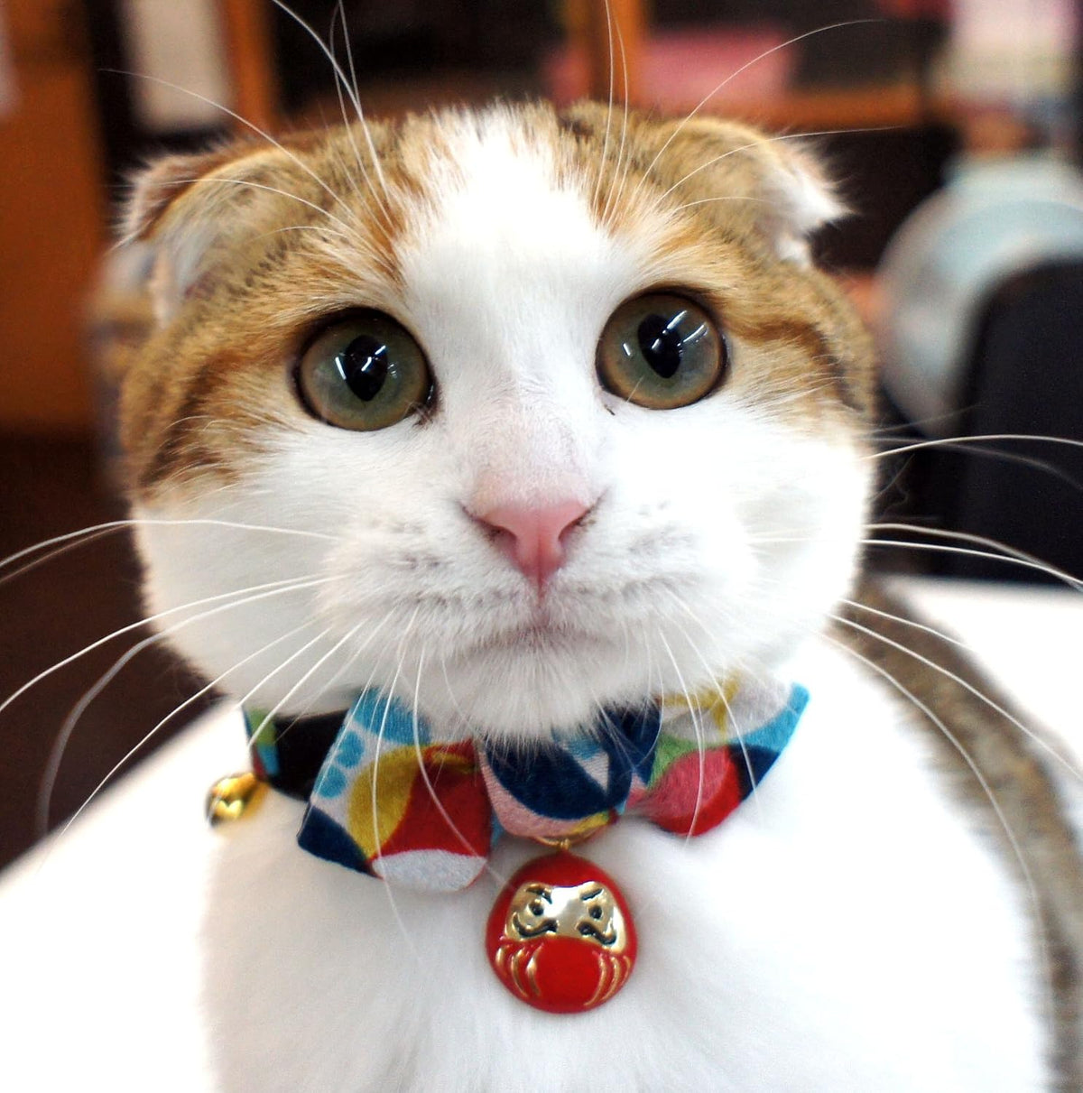 Necoichi red cat collar displaying the lucky Daruma charm and attached bell.
